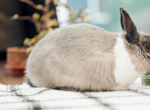 The Ultimate Guide to Feeding Your Pet Rabbit