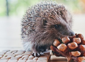 Essential Hedgehog Care: A Trusted Guide for New Owners