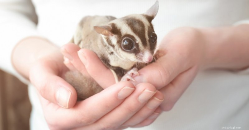 Un Sugar Glider est-il l’animal de compagnie qu’il vous faut ? Le Dr Jenn couvre les principales exigences en matière de soins 