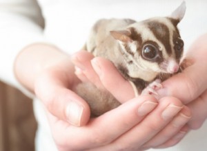 Is a Sugar Glider the Right Pet for You? Dr. Jenn Covers Key Care Requirements