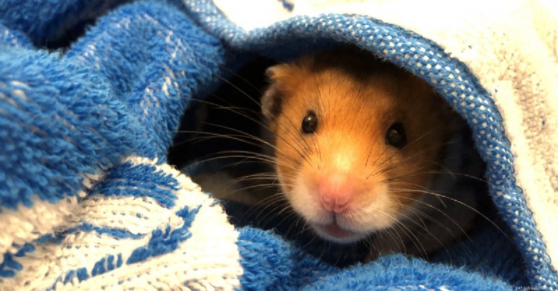 Reconnaître le stress hivernal chez les hamsters :signes et solutions 