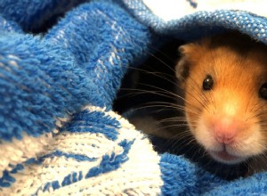 Recognizing Winter Stress in Hamsters: Signs & Solutions