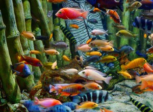 Choose the Best Freshwater Fish for Your Aquarium: Top Species & Care Tips