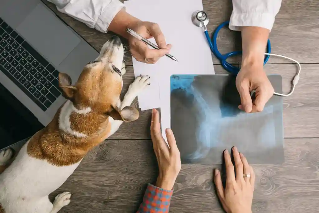Affordable Second Opinions: Helping Pet Owners When Vet Costs Exceed Their Budget