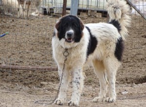 6 Iconic Greek Dog Breeds: Heritage, Traits, and Photos