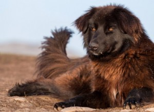 Explore 4 Remarkable Romanian Dog Breeds – With Stunning Images