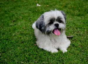 15 Dog Breeds Resembling Shih Tzus — Pictures & Profiles