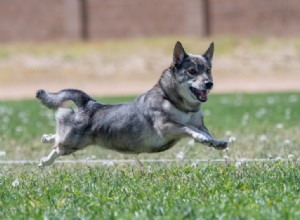 12 Classic Swedish Dog Breeds – History, Traits & Images