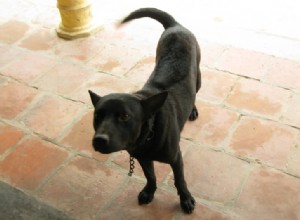 Explore 4 Rare Vietnamese Dog Breeds: Heritage, Traits & Stunning Images