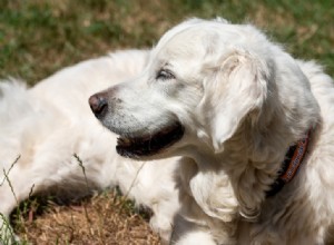 Golden Retriever Color Variations: 3 Official Shades Explained