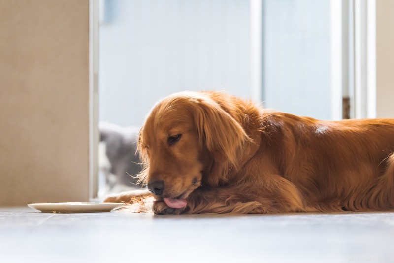Golden Retriever färgvariationer:3 officiella nyanser förklaras 