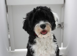 Discover 11 Iconic Portuguese Dog Breeds – Photos & Facts