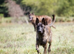 Explore 11 Dutch Dog Breeds: History, Traits & Photos