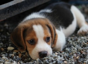 Explore 25 Beagle Coat Colors with Stunning Photos