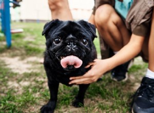 All Pug Colors Explained – Complete Guide with Photos