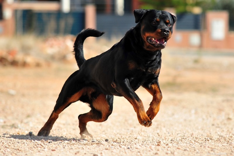 Upptäck 5 rottweilerrocksfärger och -mönster – med foton 