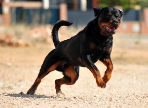 Discover 5 Rottweiler Coat Colors & Patterns – With Photos