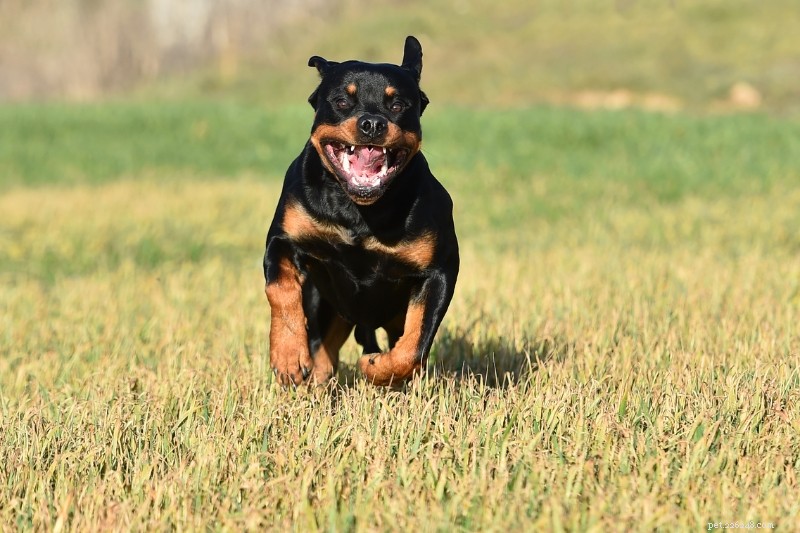 Upptäck 5 rottweilerrocksfärger och -mönster – med foton 