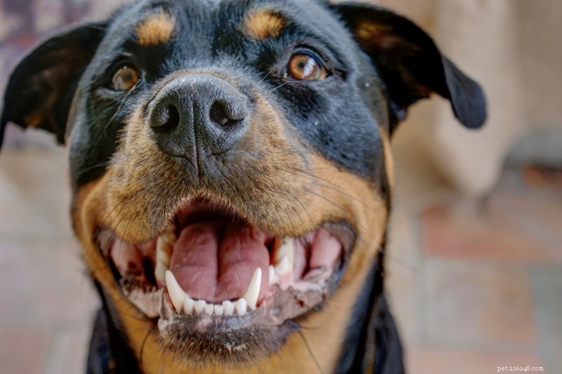Upptäck 5 rottweilerrocksfärger och -mönster – med foton 