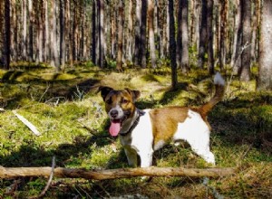 The Best 10 White & Tan Dogs: Photos & Adoption Guide