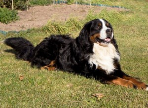 11 Swiss Dog Breeds: A Comprehensive Guide with Photos
