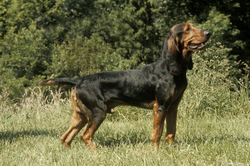 11 schweiziska hundraser:En omfattande guide med foton 