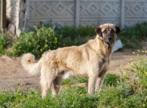 Discover 10 Charming Turkish Dog Breeds for Your Perfect Companion