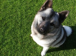 Explore 9 Iconic Norwegian Dog Breeds (With Photos)