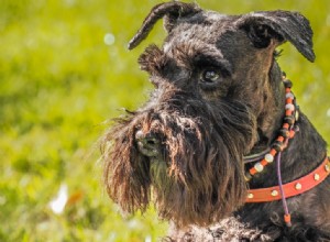 Miniature Schnauzer Coat Colors Explained: A Guide with Photos