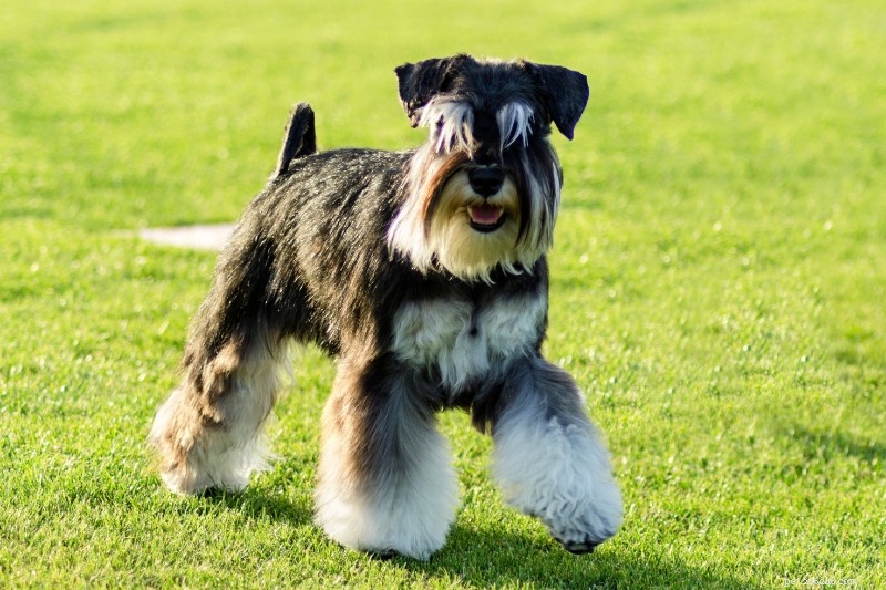 Dvärgschnauzerrocksfärger förklaras:En guide med foton 