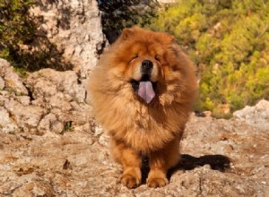 8 Dog Breeds That Resemble Pandas — A Photo Guide