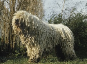 15 Adorable Dogs That Resemble Mops – Photos Included