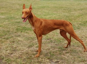 8 Dog Breeds That Resemble Deer – A Surprising Look