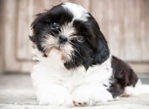 A Comprehensive Guide to Shih Tzu Colors with Images