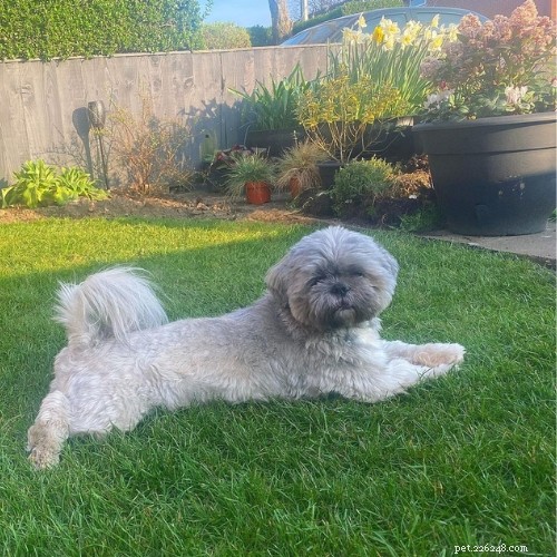 En omfattande guide till Shih Tzu-färger med bilder 