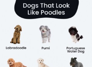 12 Poodle-Like Dog Breeds You’ll Love (With Pictures)