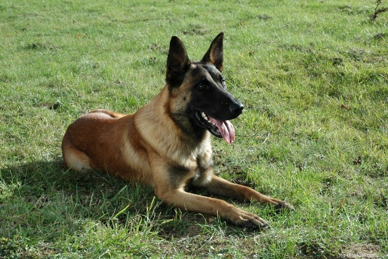 Förstå hela skalan av belgiska malinois pälsfärger 