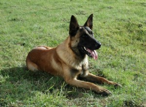 Understanding the Full Range of Belgian Malinois Coat Colors