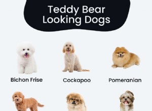 18 Adorable Teddy Bear‑Like Dog Breeds to Warm Your Heart