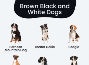15 Classic Black, Brown & White Dog Breeds – Stunning Photos & Insight
