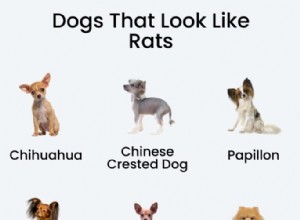 15 Dog Breeds That Resemble Rats – Illustrated Guide