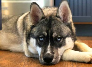 Discover Every Siberian Husky Color & Pattern — Stunning Photos Inside