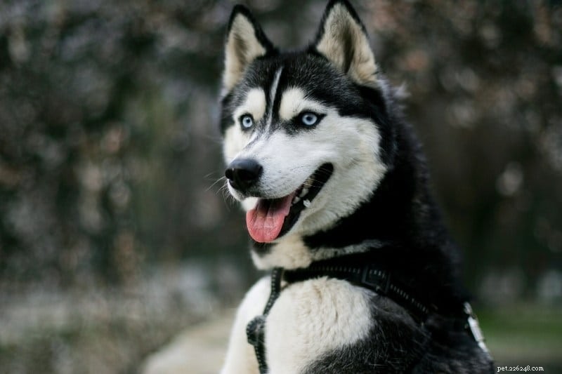 Upptäck alla Siberian Husky-färger och -mönster — fantastiska foton inuti 