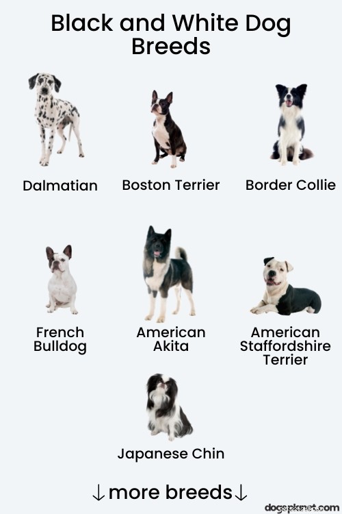 25 ikoniska svarta och vita hundraser – Fullständig guide och bilder 