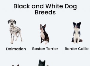 25 Iconic Black & White Dog Breeds – Full Guide & Photos