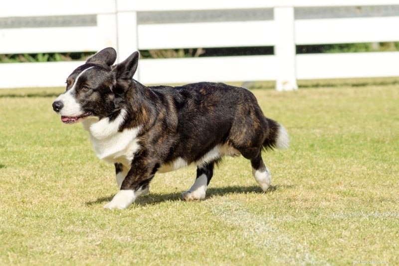 25 ikoniska svarta och vita hundraser – Fullständig guide och bilder 