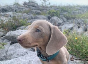 5 Stunning Brown‑Coated Dogs with Brilliant Blue Eyes – Photos & Facts