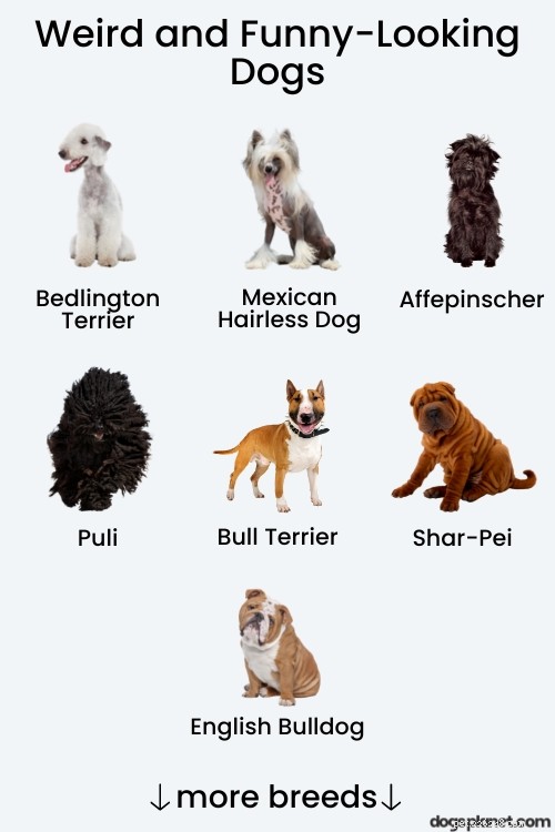 17 ovanliga hundraser som trotsar det klassiska utseendet 