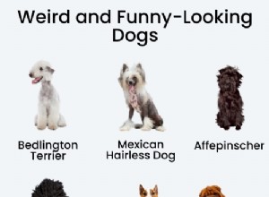 17 Unusual Dog Breeds That Defy the Classic Look
