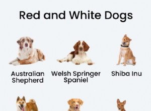 15 Stunning Red & White Dog Breeds – Photos & Facts